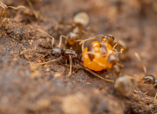 How Do Ants Choose Their Queen?