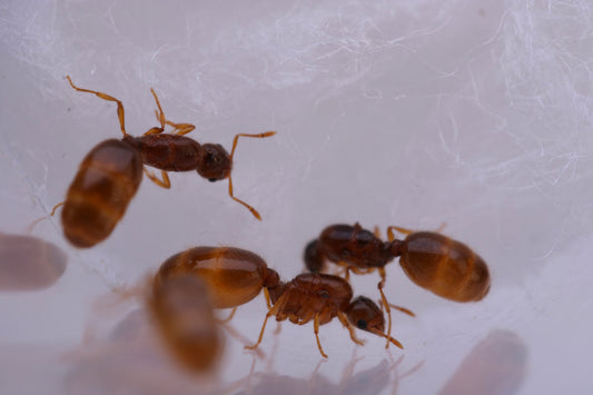 Solenopsis molesta (Thief Ant) Care Sheet