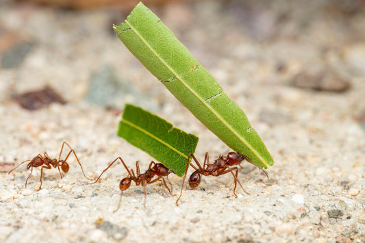 Leafcutter Ants: Nature’s Tiny Farmers