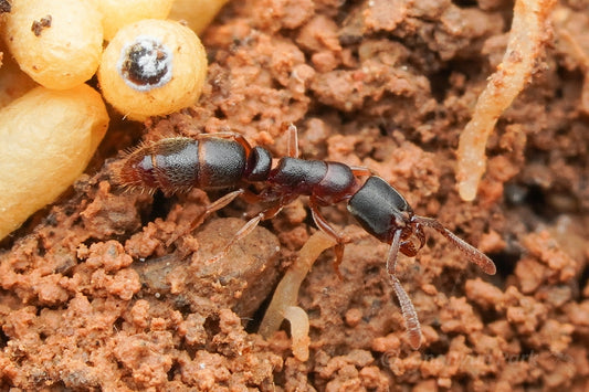 Ponera pennsylvanica (Pennsylvanian Hunter Ant) Care Sheet