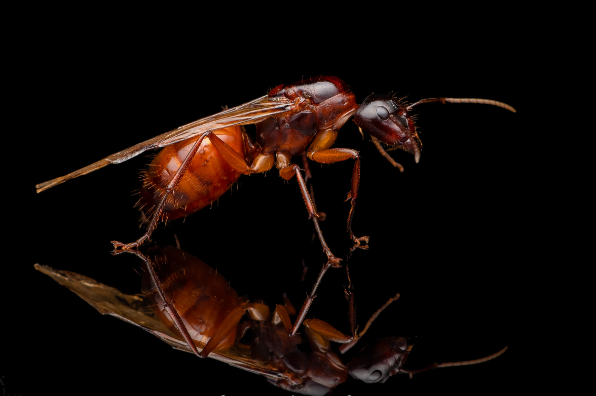 美洲木蚁(Camponotus americanus “NIGHT”)