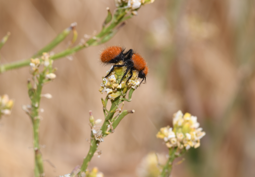 California Velvet Ant (Dasymutilla californica)