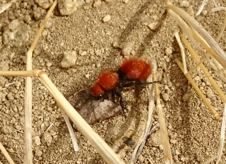 California Velvet Ant (Dasymutilla californica)