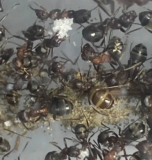 Formica adamsi (Micro Queen Mound Ant)