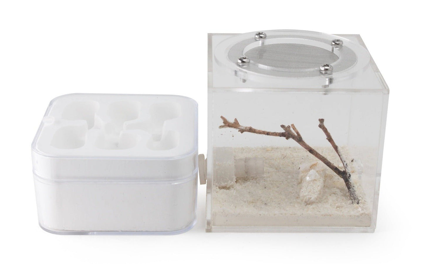 Hydrostone Nest - Aspersa - Canada Ant Colony