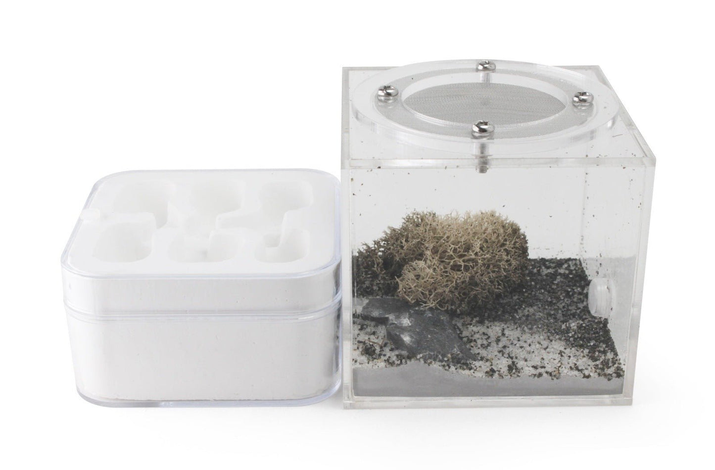 Hydrostone Nest - Aspersa - Canada Ant Colony