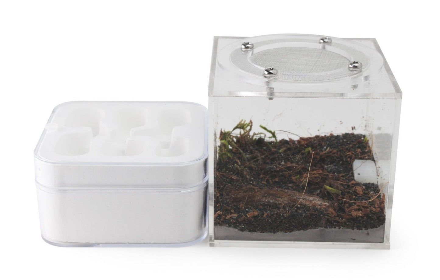 Hydrostone Nest - Aspersa - Canada Ant Colony