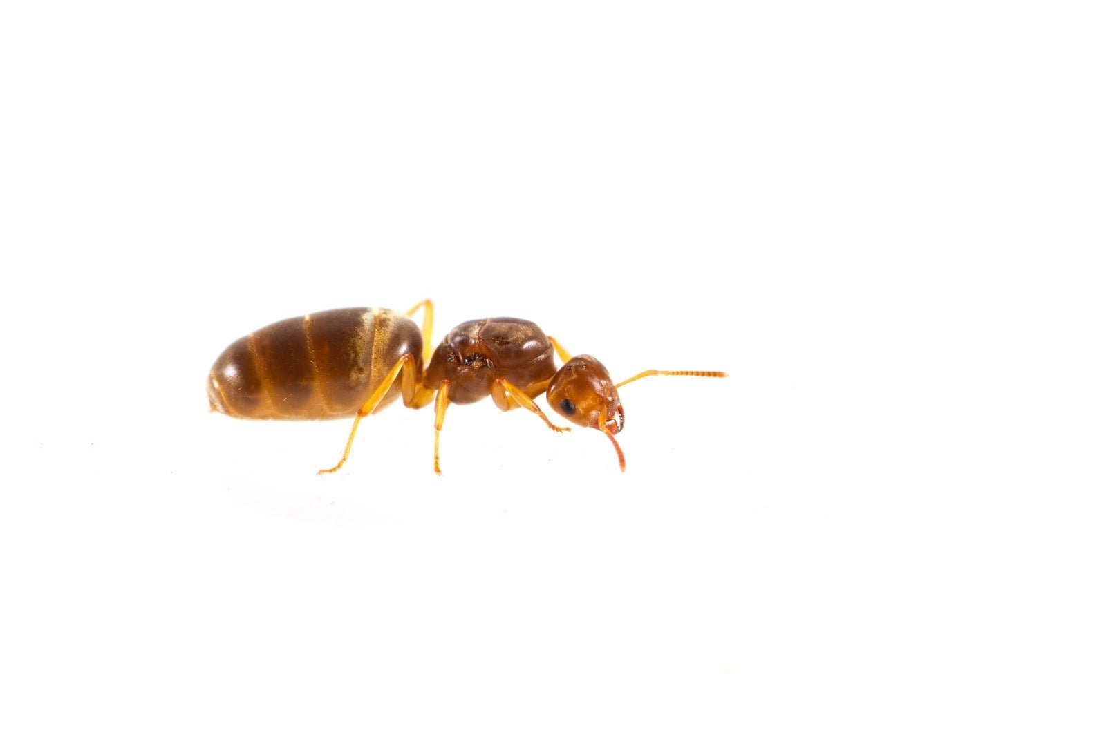 Lasius brevicornis (Short - horned Meadow Ant) - Canada Ant Colony