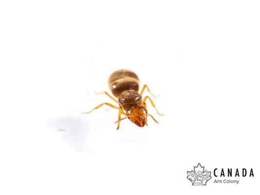 Lasius brevicornis (Short - horned Meadow Ant) - Canada Ant Colony