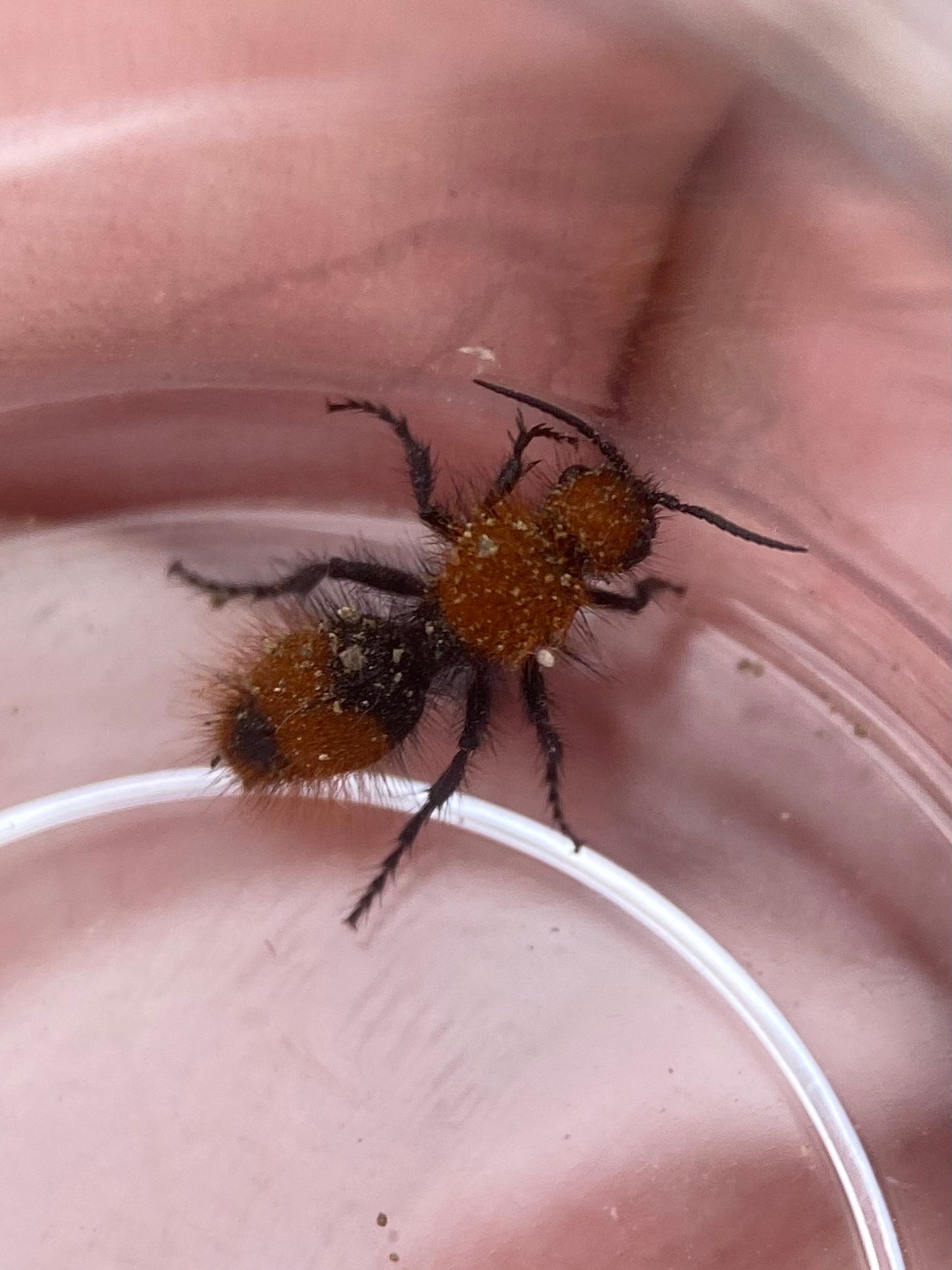 California Velvet Ant (Dasymutilla californica)