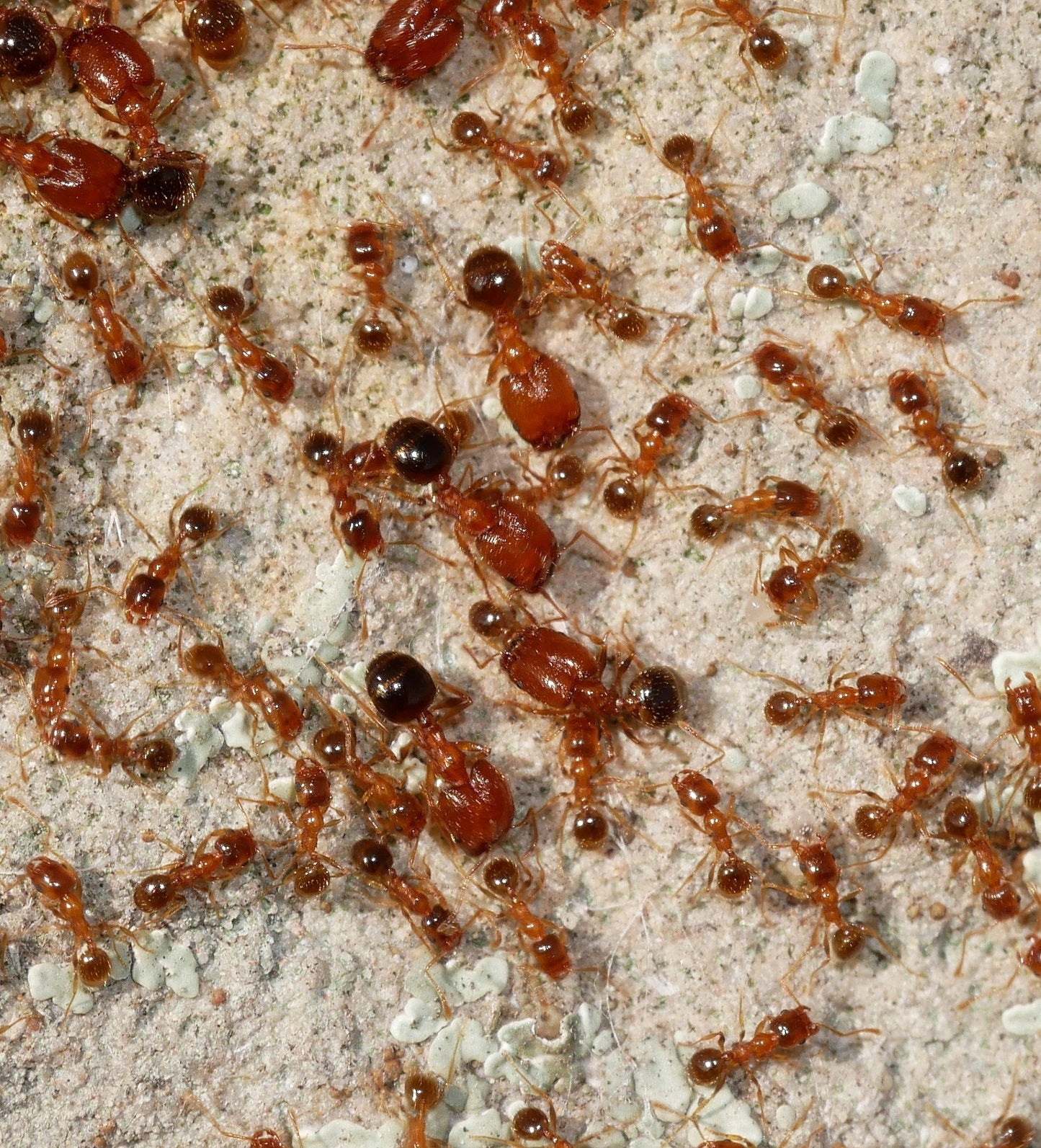 Pheidole californica (Californian Big-headed Ant)