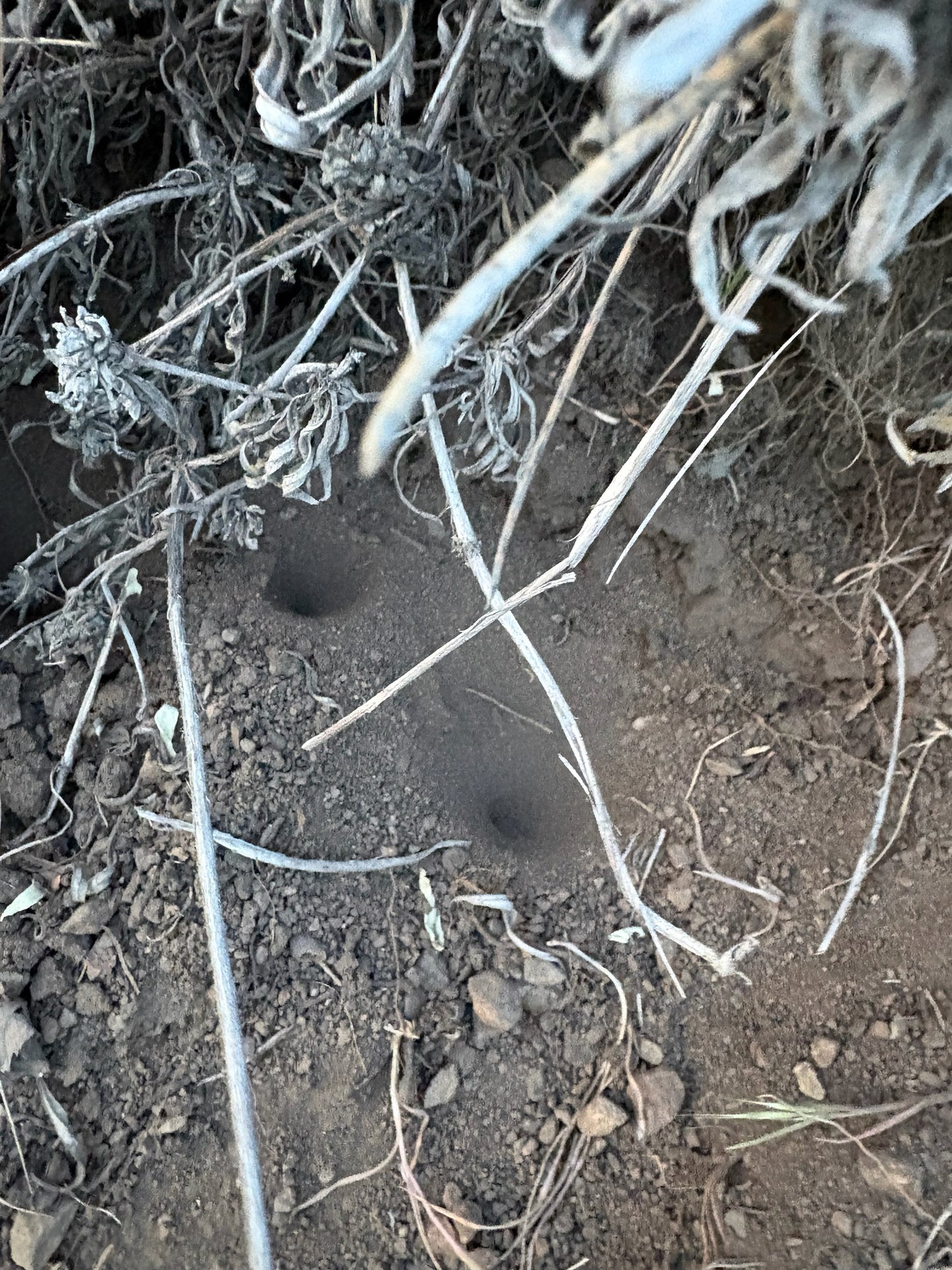 Antlions (Neleon exitialis)