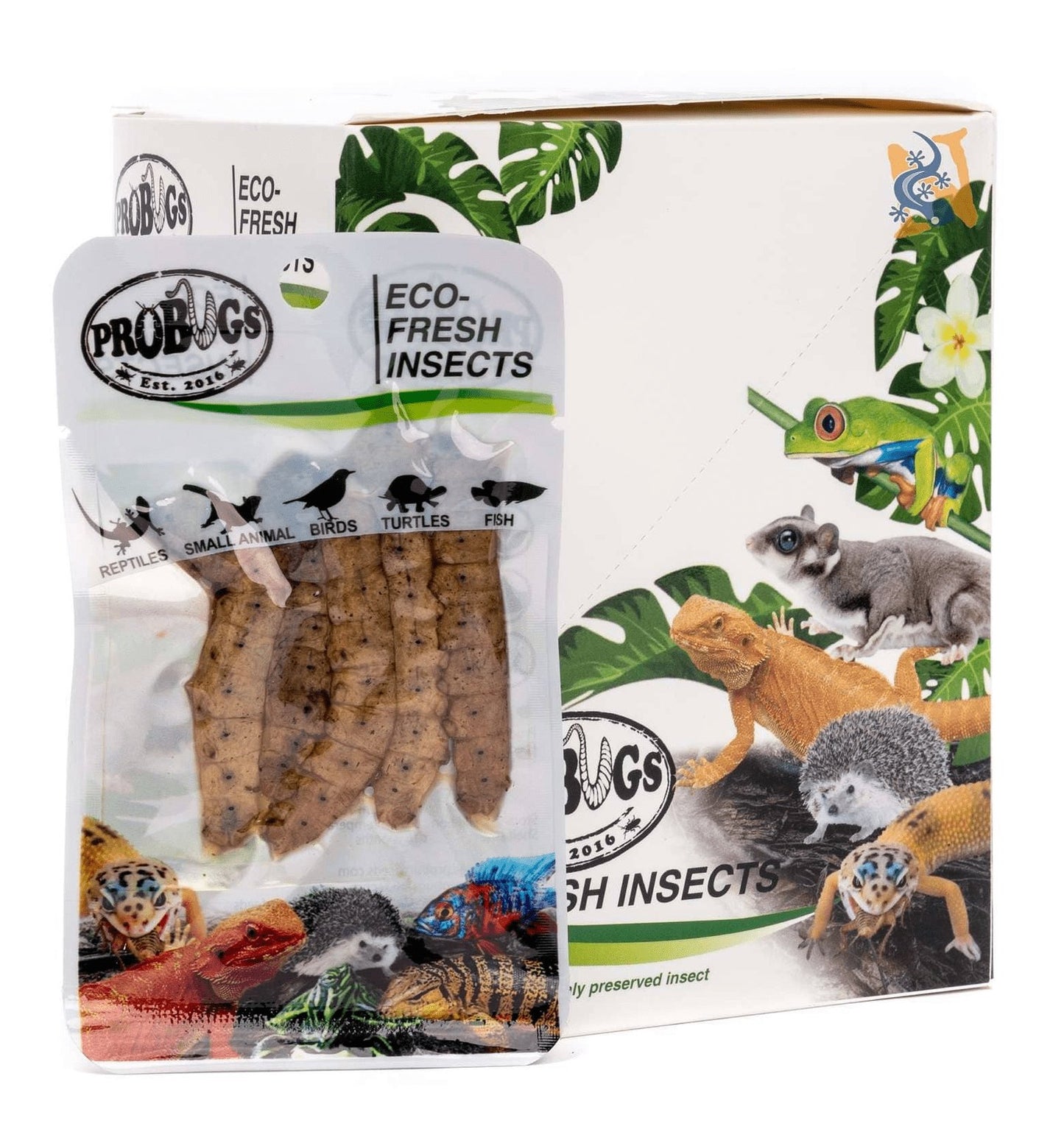 ProBugs Eco - Fresh Silkworms - Canada Ant Colony