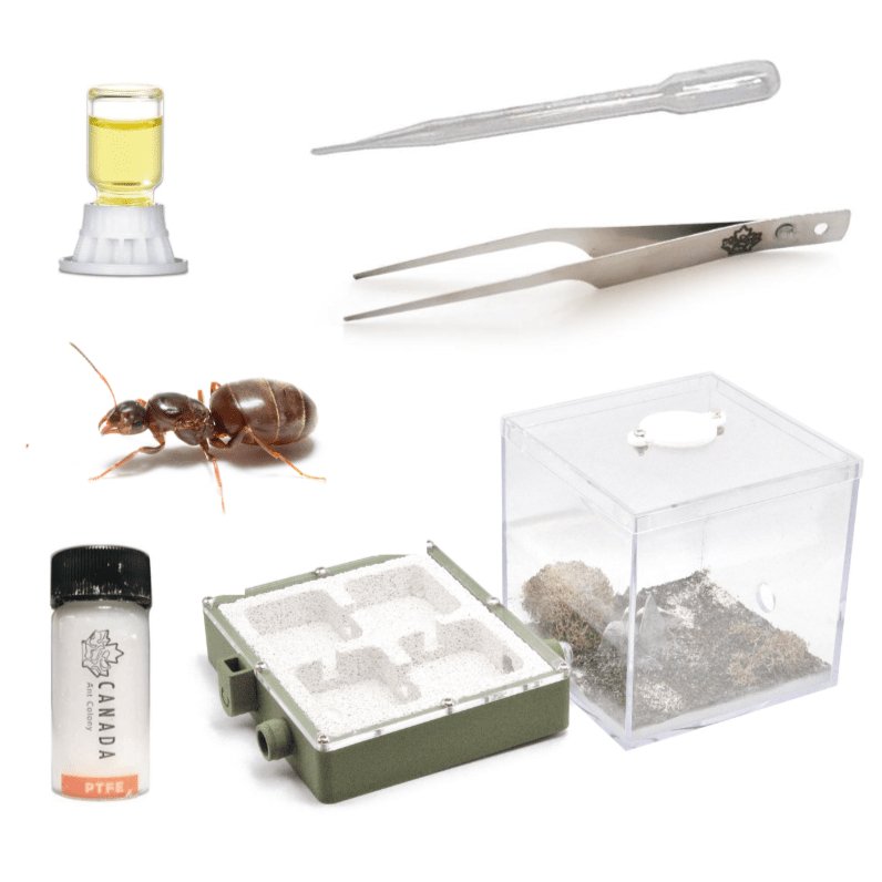Soldier Ant's Founding Starter Kit - Canada Ant Colony