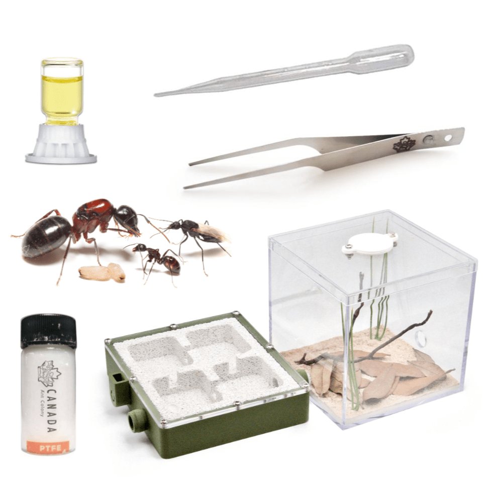 Soldier Ant's Founding Starter Kit - Canada Ant Colony