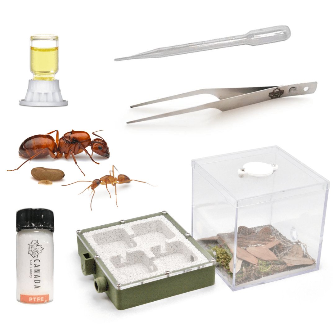 Soldier Ant's Founding Starter Kit - Canada Ant Colony