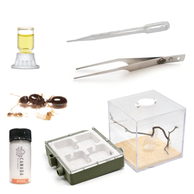 Soldier Ant's Founding Starter Kit - Canada Ant Colony