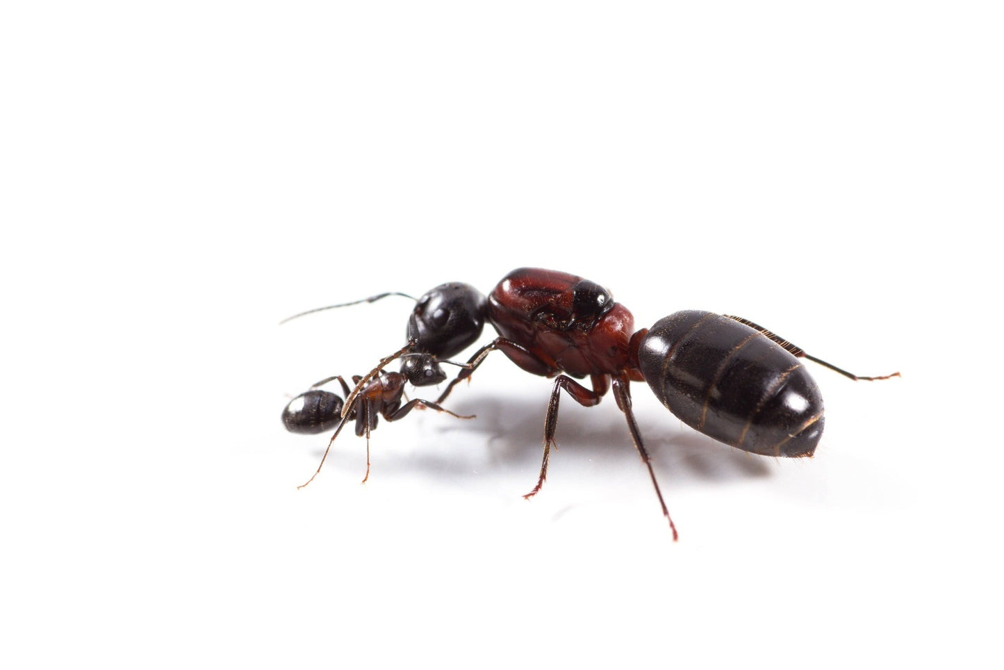 Camponotus novaeboracensis New York Carpenter Ant canada-colony