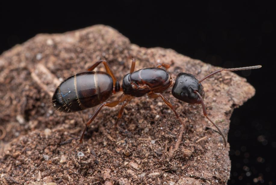 Camponotus nearticus Smaller Carpenter Ant canada-colony