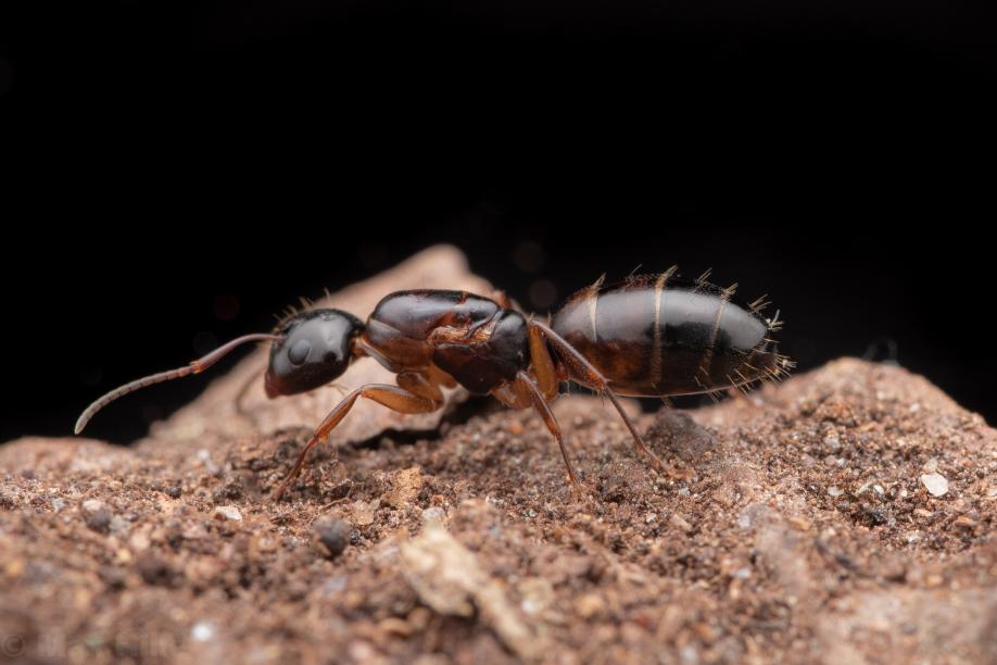 Camponotus nearticus Smaller Carpenter Ant canada-colony