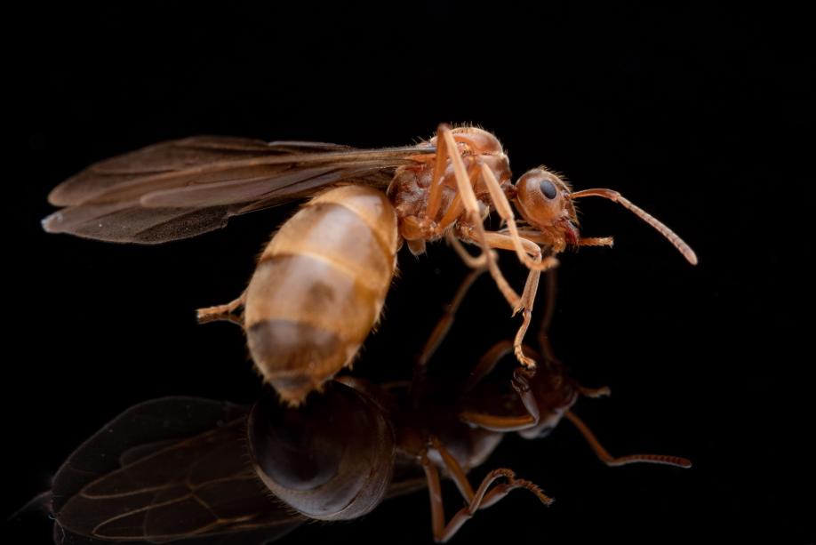 Prenolepis imparis Winter Ants canada-colony