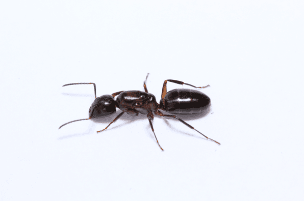 Camponotus nearticus Smaller Carpenter Ant canada-colony