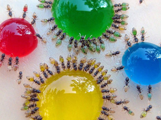 12 Unique Science Fair Ideas for Biology Students - Canada Ant Colony