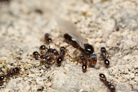 Tetramorium immigrans (Pavement Ants)