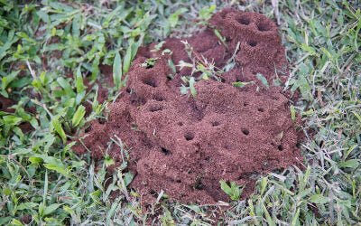 8 Ways to Control Unwanted Ant Hills In Your Backyard - Canada Ant Colony