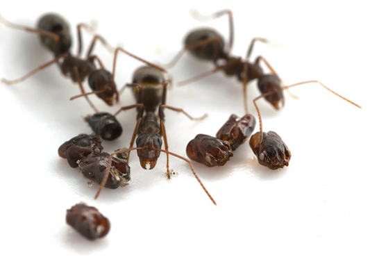 Field Ants May Be Collecting Skulls to Protect Their Kids from Slavery