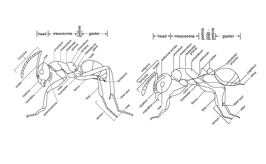 Anatomy Of An Ant Ant Anatomy Learn About The Body Parts Of Ants