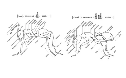 Ant Anatomy