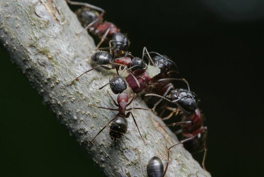 Camponotus novaeborecensis (New York Carpenter Ant) Care Sheet - Canada Ant Colony