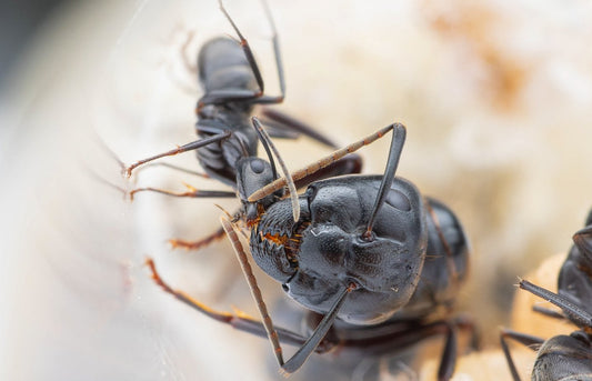 Camponotus pennsylvanicus (Eastern Black Carpenter Ant) Care Sheet - Canada Ant Colony