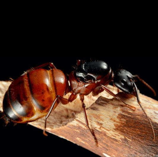 Camponotus vicinus (Neighbor Carpenter Ant) Care Sheet - Canada Ant Colony