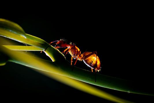 Cosmic Indifference and Ants - Canada Ant Colony