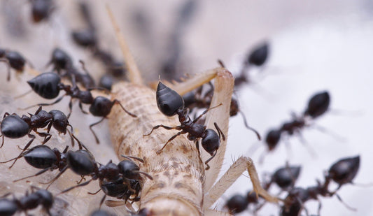 Crematogaster cerasi (Acrobat Ant) Care Sheet - Canada Ant Colony