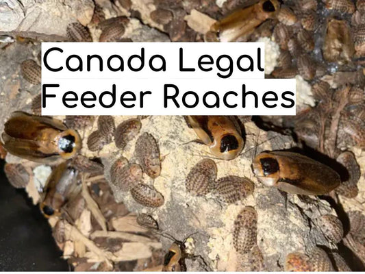 Caring for Discoid Roaches: Canadian Legal Feeder Roaches