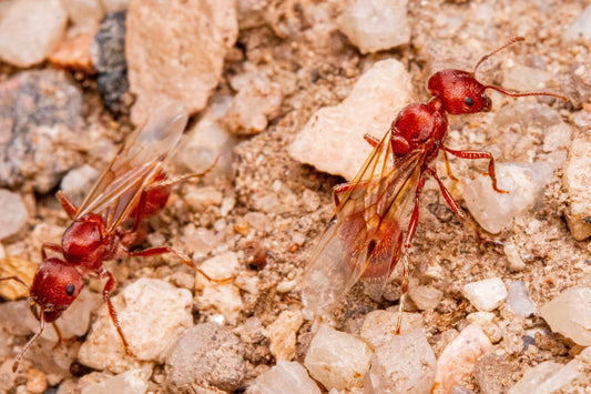 Pogonomyrmex occidentalis (Western Harvester Ant) Care Sheet