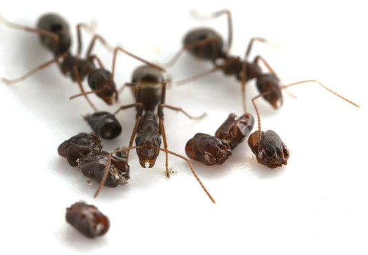 Field Ants May Be Collecting Skulls to Protect Their Kids from Slavery - Canada Ant Colony