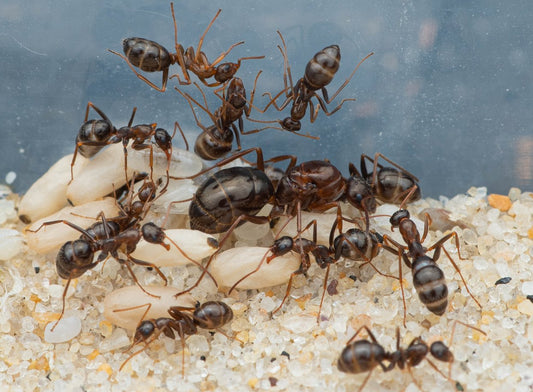 Formica pallidefulva (Pale Field Ant) Care Sheet - Canada Ant Colony