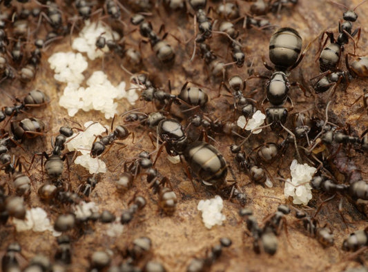 Formica subsericea (Silky Field Ant) Care Sheet - Canada Ant Colony