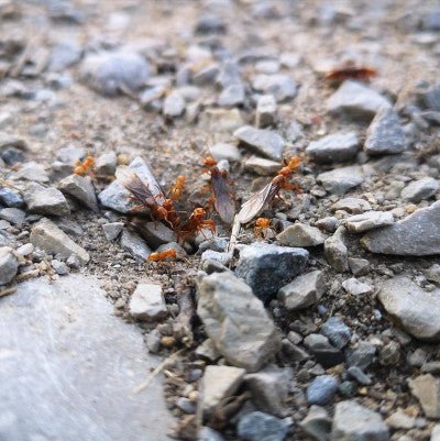 Founding of Temporary Parasitic and Slave-maker Ants - Canada Ant Colony