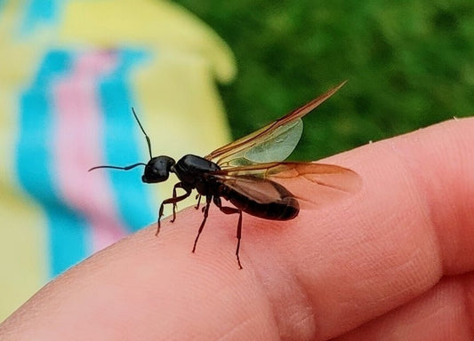 Giant Ants with Wings in My Yard - Canada Ant Colony