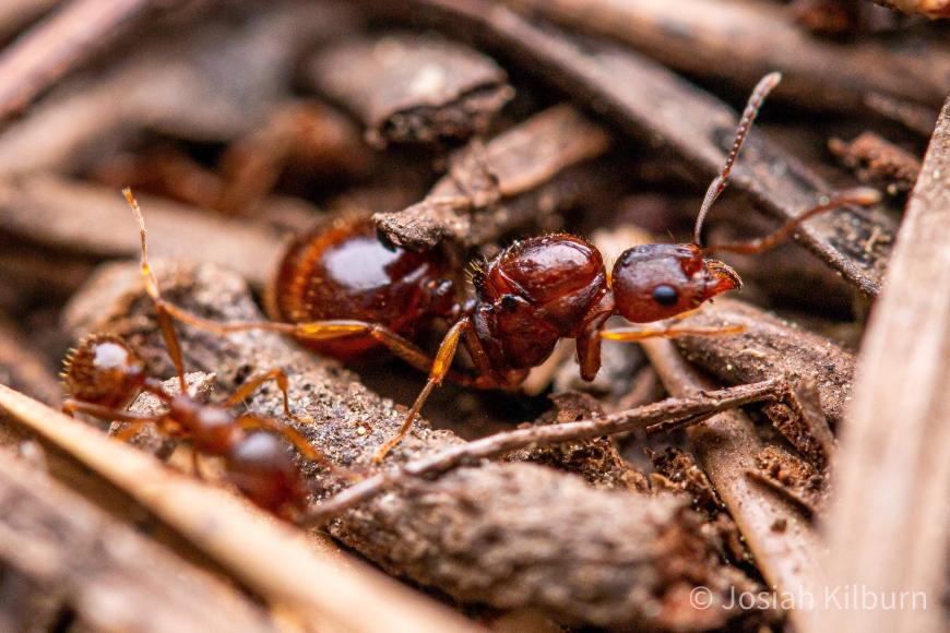Fiche de soins Aphaenogaster occidentalis (Western Winnow Ant)