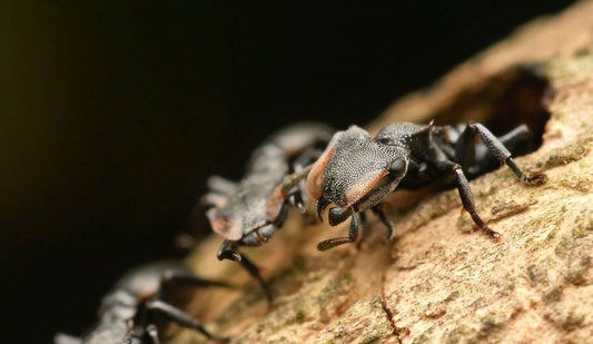 How Ants Choose Jobs: The Division of Labour