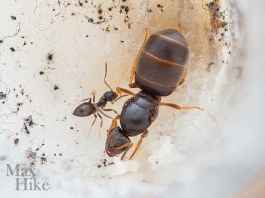 Lasius neoniger (Labour Day Ant) Care Sheet - Canada Ant Colony