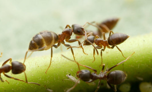 Lasius niger (Black Garden Ant) Care Sheet - Canada Ant Colony