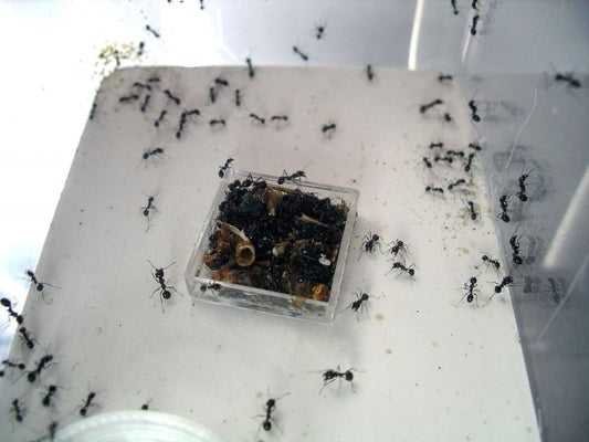 Potty-Train Your Ants to Use a Garbage Can