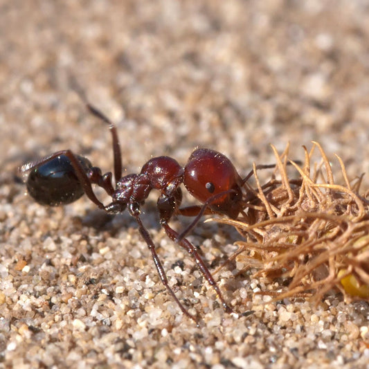 Messor minor (Canary Islands Harvester Ant) Care Sheet - Canada Ant Colony